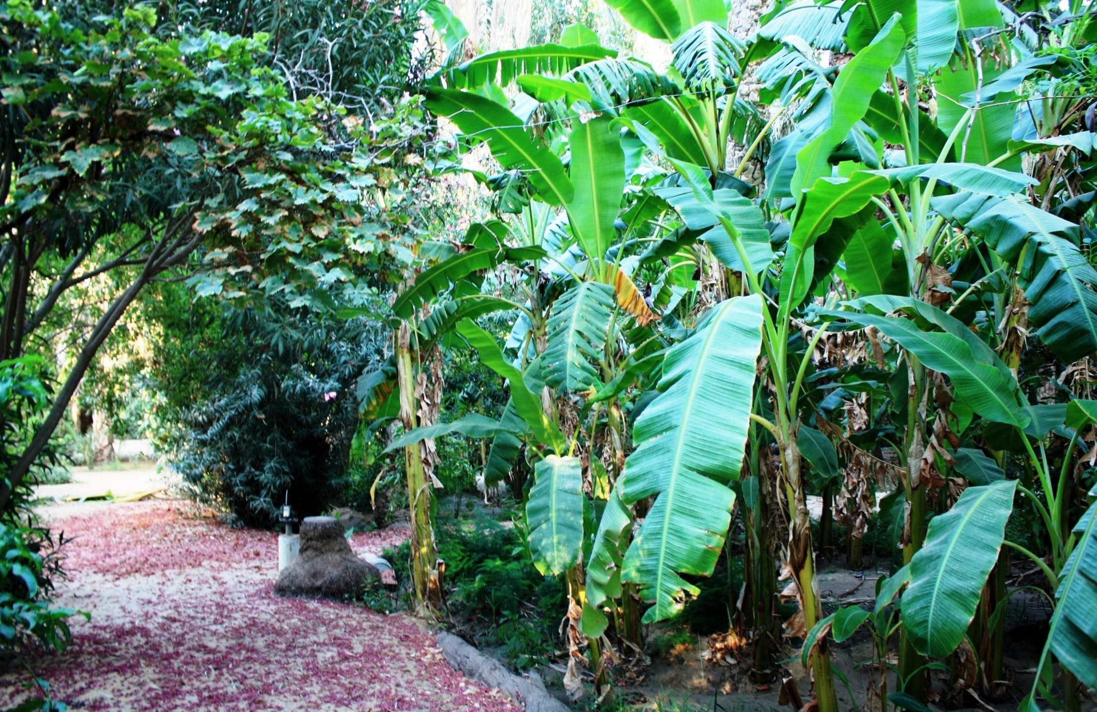 De ksar ghilane à Tozeur  - Day 2